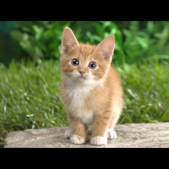 Meet your Posher, David - Picture 1 of 1